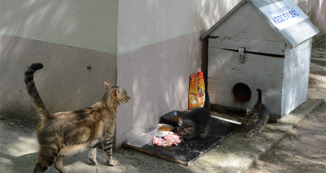 Sokak kedilerine, seçim sandığından ev!