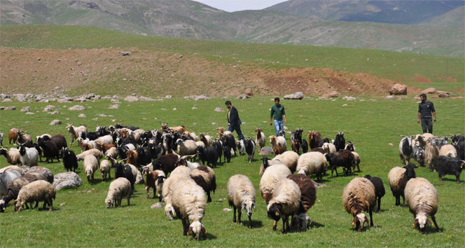 Kuzuların telef olması köylüleri tedirgin ediyor!