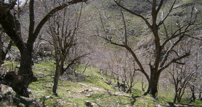 Ceviz ağaçlarındaki hasar, karların erimesi ile ortaya çıktı!