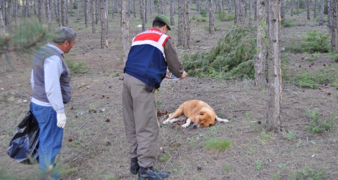 Eskişehir’de esrarengiz köpek ölümleri!