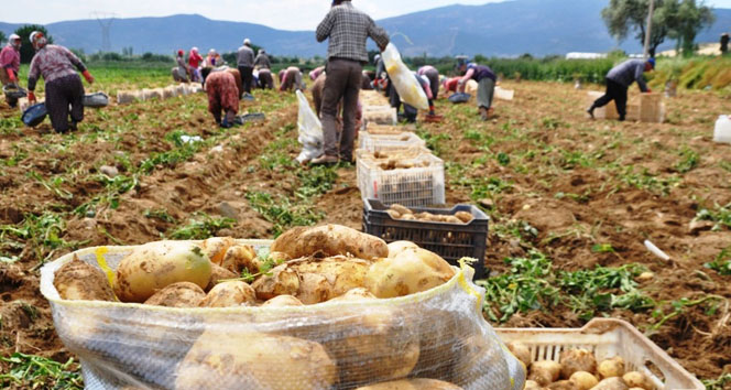 Patates fiyatı düştü, üreticiyi ithalat korkusu sardı!