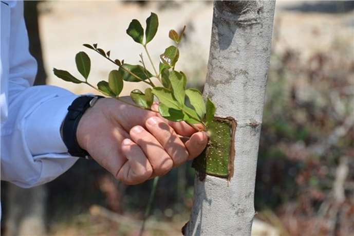 Mersin Orman Köylüsüne Yeni Gelir Kapısı