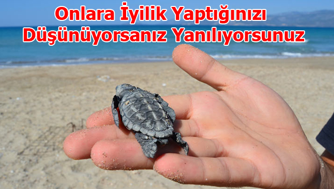 Caretta Caretta Yavrularını Sakın Elinize Almayın