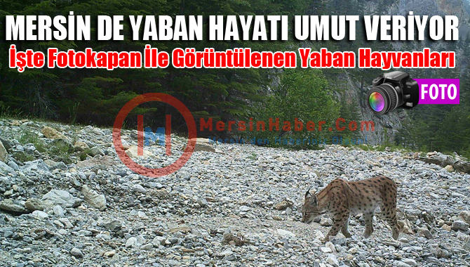 Mersin de Yaban Hayatı Gelişiyor