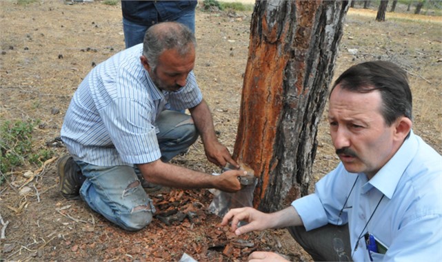 Mersin’de Reçine Seferberliği