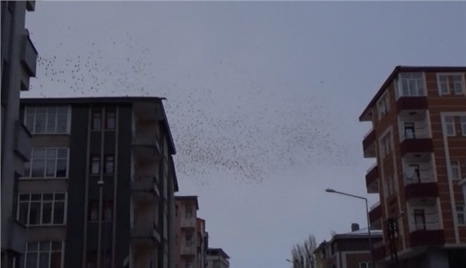 Göç yolundaki kuşlar Kars’ta soğuk havaya yakalandı