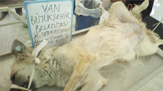 Van Büyükşehir Belediyesi'nden köpek operasyonu