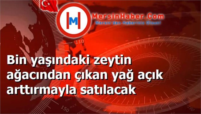 Bin yaşındaki zeytin ağacından çıkan yağ açık arttırmayla satılacak