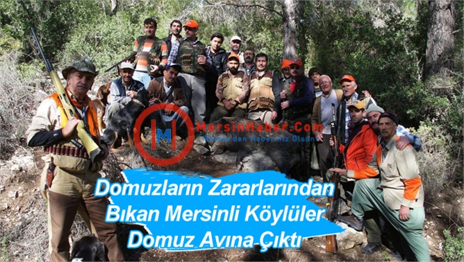 Domuzların Zararlarından Bıkan Mersinli Köylüler Domuz Avına Çıktı