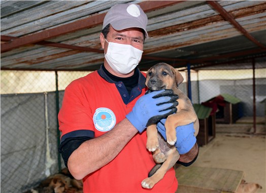 Hayvan bakım evinde 11 ayda 3 bin 400 köpeğin bakımı yapıldı