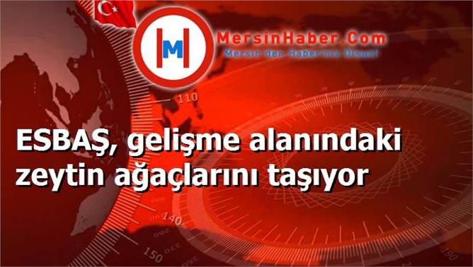 ESBAŞ, gelişme alanındaki zeytin ağaçlarını taşıyor