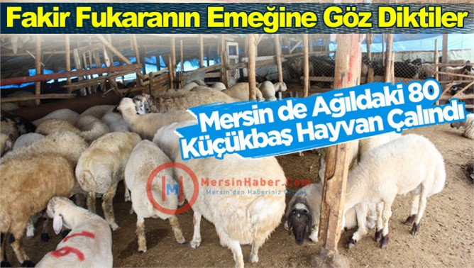 Mersin’de Ağıldaki 80 Adet Küçükbaş Hayvan Çalındı