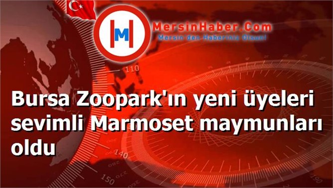 Bursa Zoopark'ın yeni üyeleri sevimli Marmoset maymunları oldu