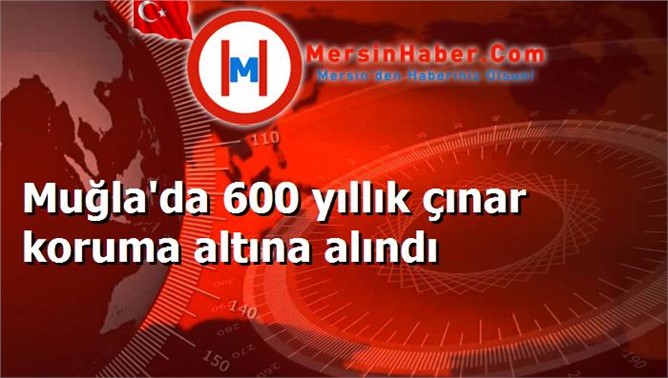 Muğla'da 600 yıllık çınar koruma altına alındı