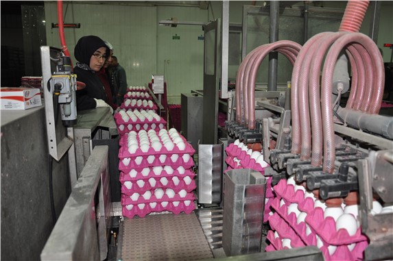 Yeni dönem tüketiciye yarayacak yumurtanın daha taze tüketilmesi sağlayacak