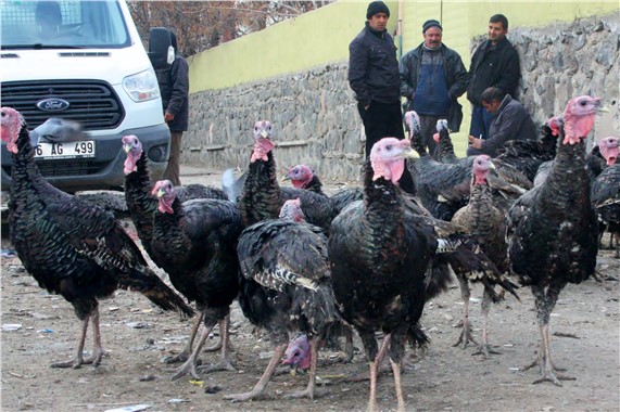 Organik hindiler görücüye çıktı