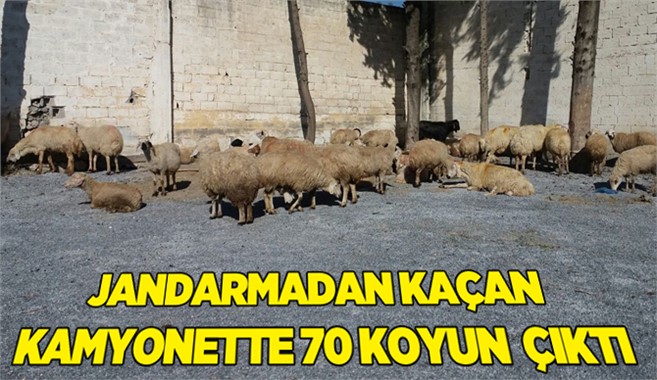 Ruhsatsız taşınan 70 koyuna el konuldu