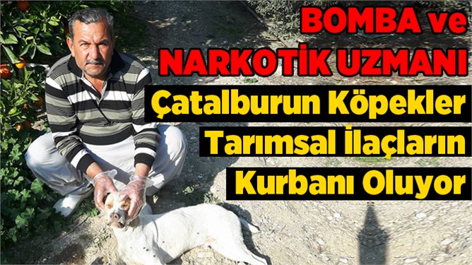 Narkotik köpekler tarımsal ilaçların kurbanı oluyor