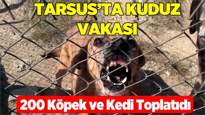 Tarsus’ta Kuduz Vakası