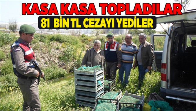 Mersin'de Kurbağa toplayıcılarına 81 bin TL ceza 