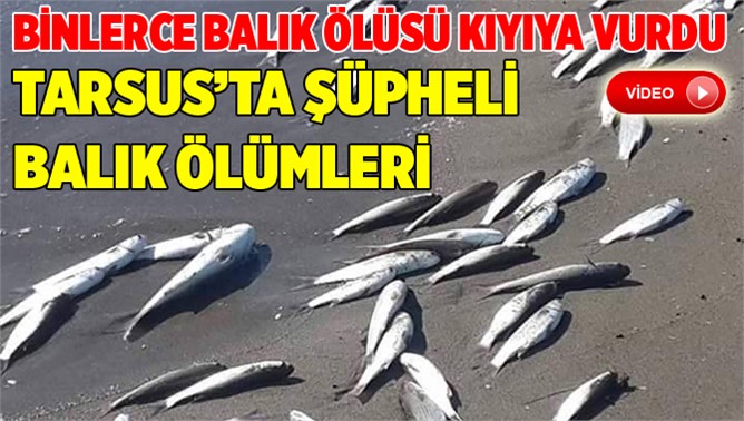 Tarsus'ta Şüpheli Balık Ölümleri