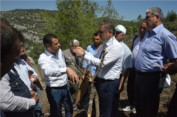 Yabani Zeytin Aşılamaları