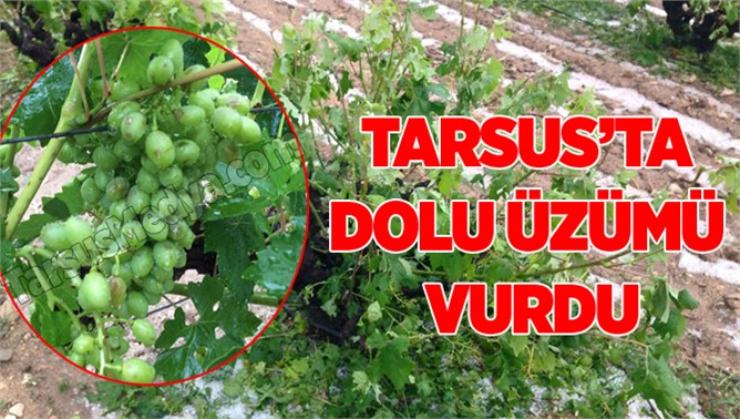 Mersin'de dolu yağışı üzüm bağlarını vurdu 