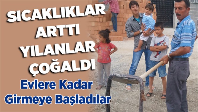 Tarsus'ta Sıcaklar arttı, yılanlar çoğaldı