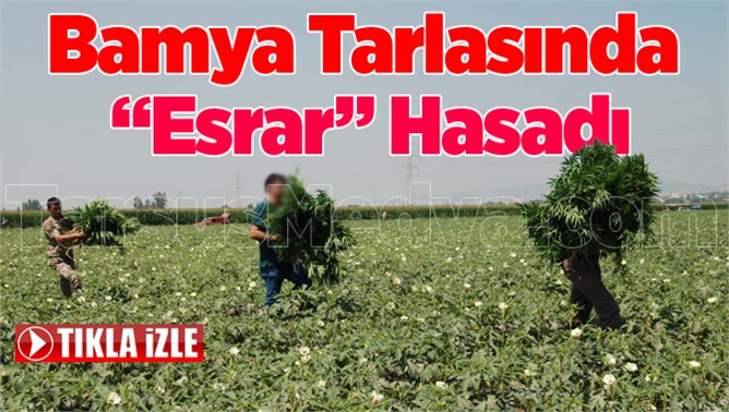 Tarsus'ta bamya içine ekilmiş esrar ele geçirildi