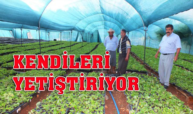 Mersin Silifke Çaltıbozkır’da çiftçiler çilek fidelerini kendileri üretiyor