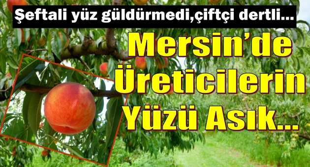 Mersinli Şeftali Üreticileri Mutsuz