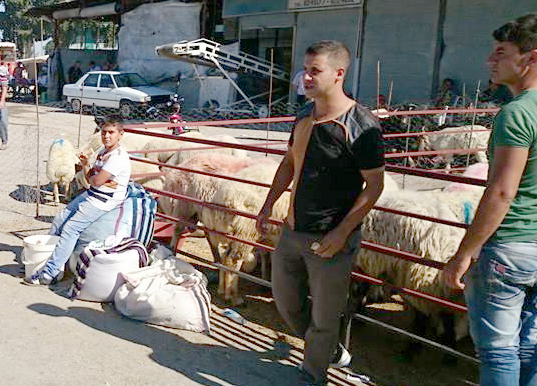 TARSUS’TA KURBANLIKLAR GELMEYE BAŞLADI