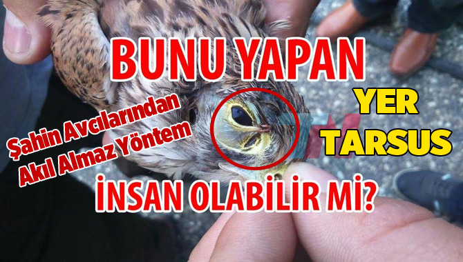 Tarsus’ta Yasadışı Şahin Avcılarından İnanılmaz Yöntem