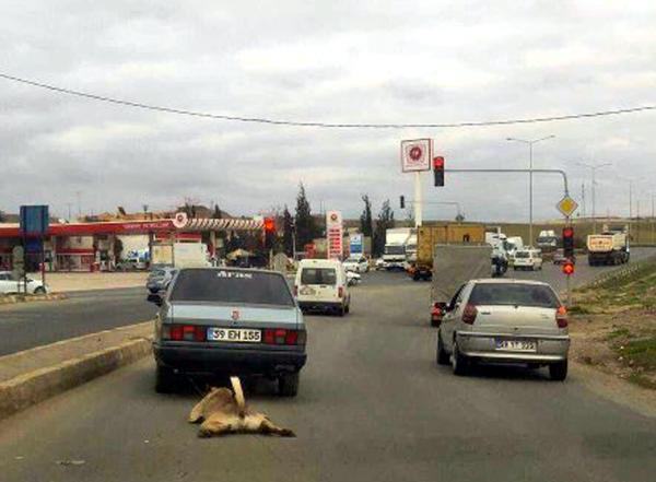 Köpeği Arabaya Bağlayıp Metrelerce Sürükledi 