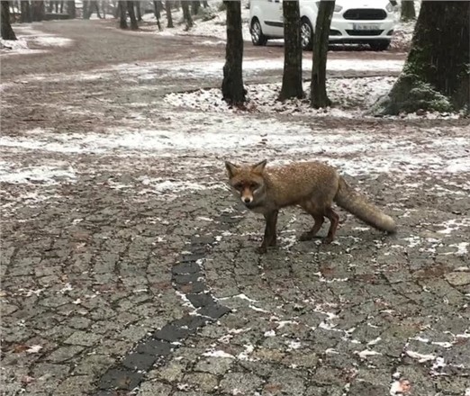 Kar Yağınca İstanbul'a Tilki İndi