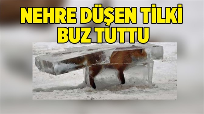 Nehre düşen tilki buz tuttu