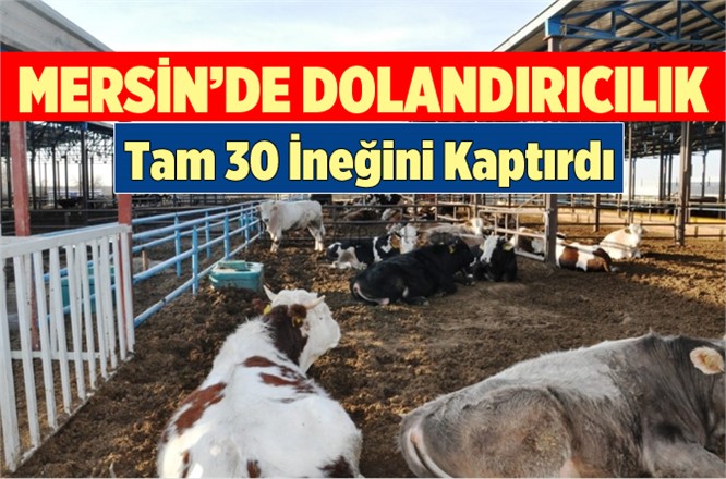 Mersin'de Bir Besici 30 İneğini Dolandırıcılara Kaptırdı