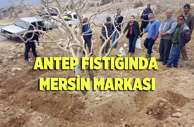 Mersin, Antep Fıstığında Marka Olma Yolunda