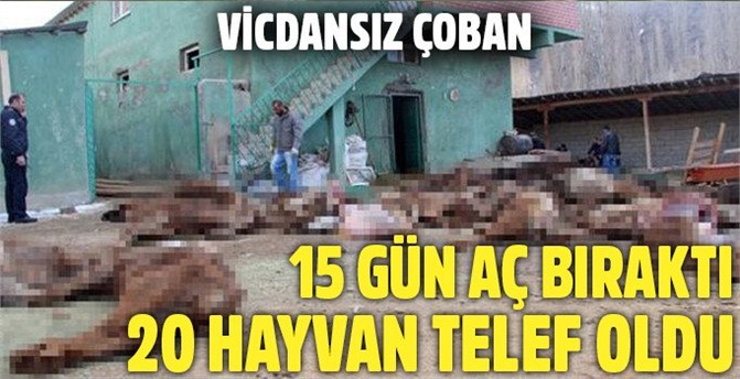 Çobanın aç ve sussuz bıraktığı 20 büyükbaş hayvan telef oldu