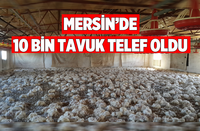 Mersin’de 10 Bin Tavuk Telef Oldu