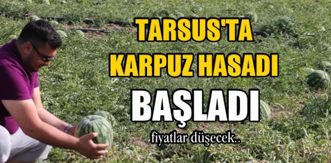 Mersin'de Turfanda Karpuz Hasadı Yapılmaya Başlandı