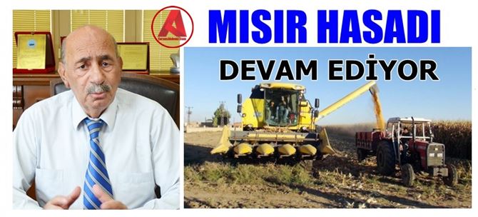 Tarsus'ta Mısır Hasadı Devam Ediyor