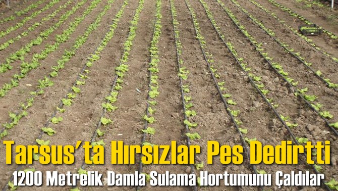 Tarsus'ta Damla Sulama Borusu Hırsızlığı