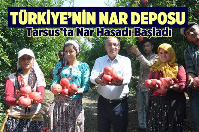 Tarsus'ta Nar Hasadı Başladı