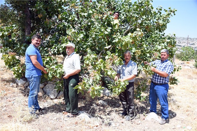 Mersin’de Antep Fıstığı Bereketi