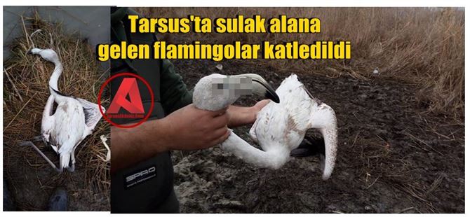 Tarsus'ta Sulak Alana Gelen Flamingolar Katledildi