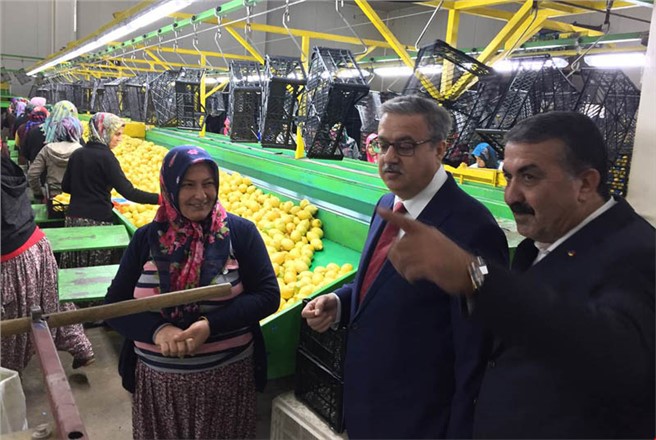 Vali Ali İhsan Su Narenciye Paketleme Tesisinde İncelemelerde Bulundu