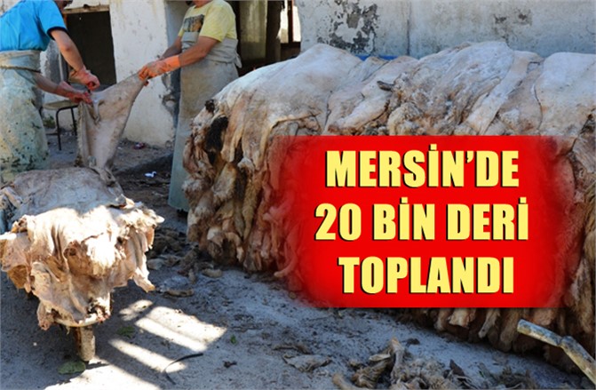 Mersin'de 20 Bin Kurban Derisi Toplandı