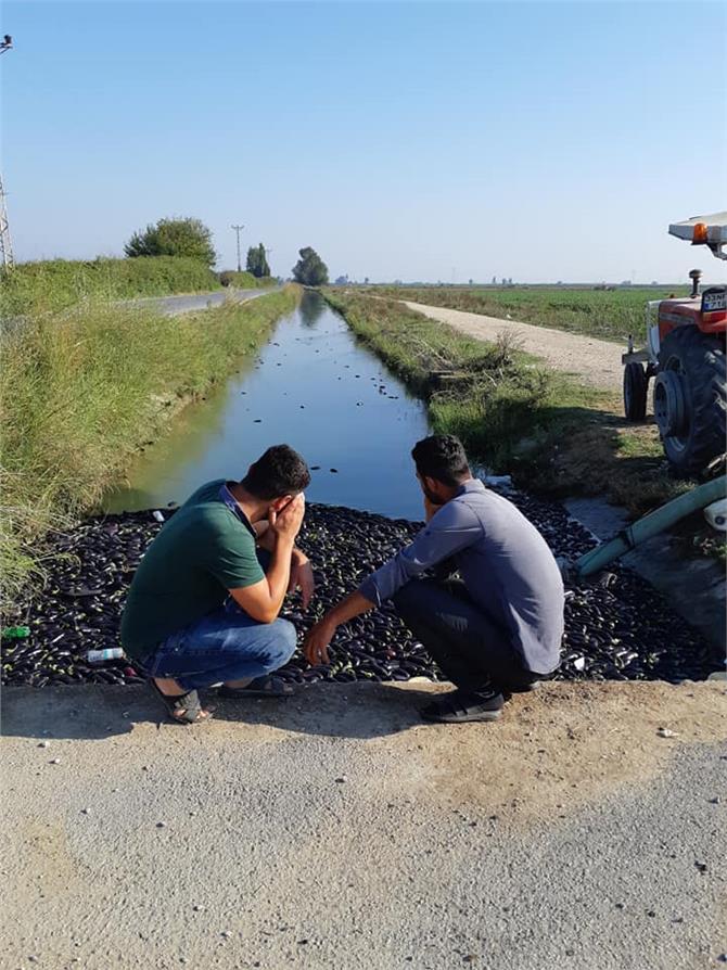 Çiftçiler Para Etmeyen Patlıcanı Kanala Döktüler