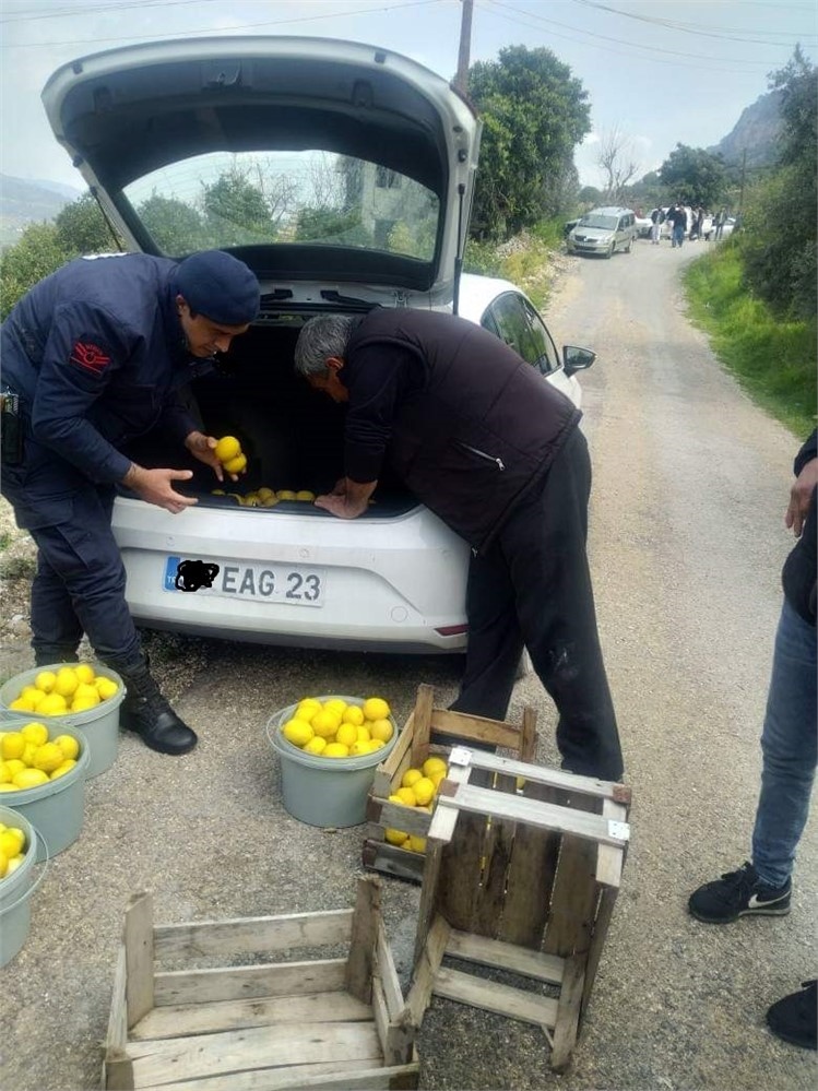 Fiyatı Artan Limon Hırsızların Gözdesi Oldu! Mersin Erdemli 